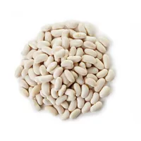 فاصوليا (لوبيا )